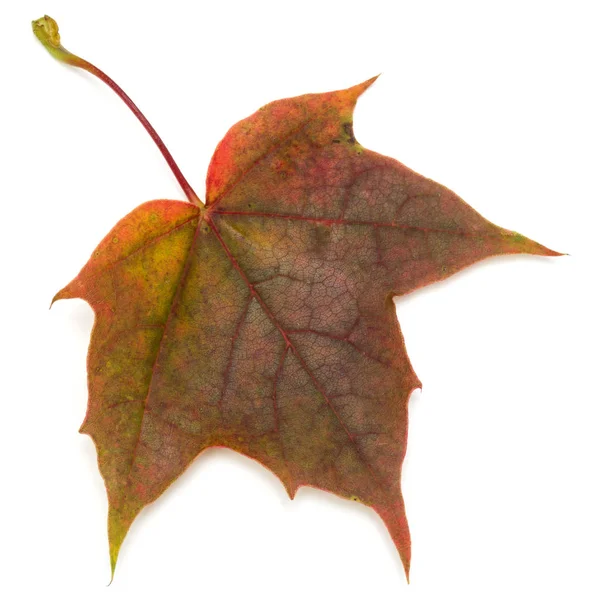 Hoja de arce de otoño — Foto de Stock