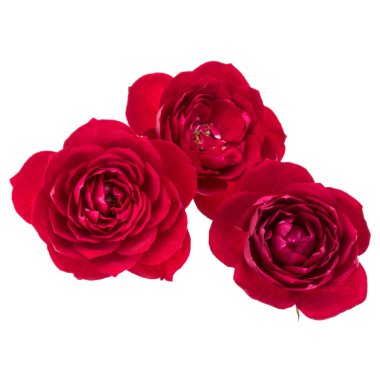 Kırmızı gül çiçekleri