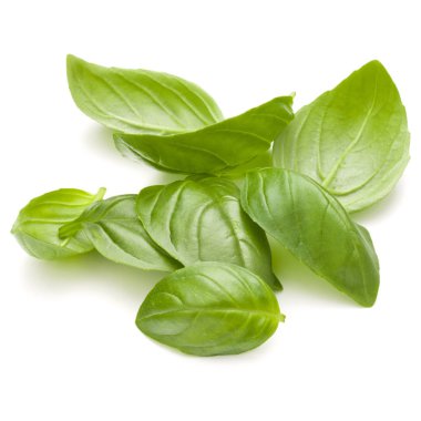 Fesleğen bitki yaprakları 