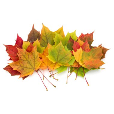 Renkli sonbahar akçaağaç yaprakları