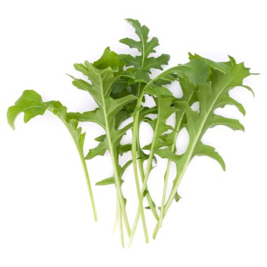 Yeşil taze ruccola yaprakları