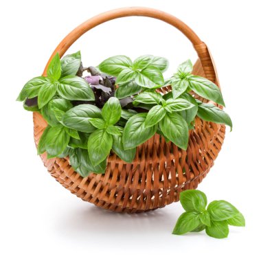 Fesleğen bitki yaprakları 