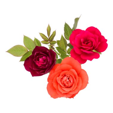 Çiçek buketi yeşil yaprakları ile yükseldi