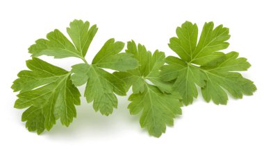 taze maydanoz bitki yaprakları  