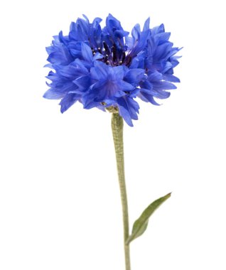 mavi peygamber çiçeği çiçek