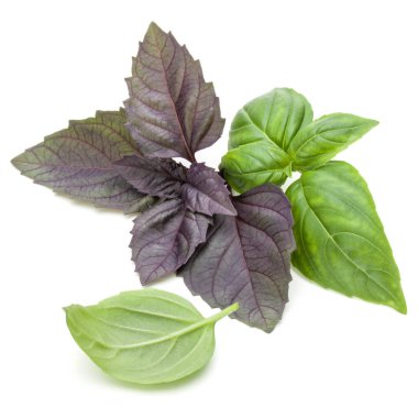 yeşil ve kırmızı taze fesleğen yaprağı