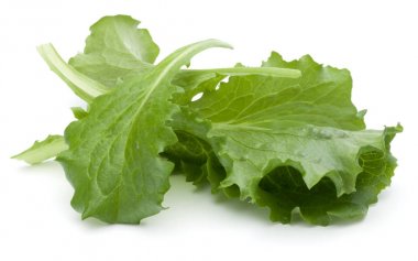 taze yeşil hindiba salata yaprakları