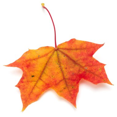 Sonbahar akçaağaç yaprağı