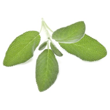 beyaz adaçayı yaprakları