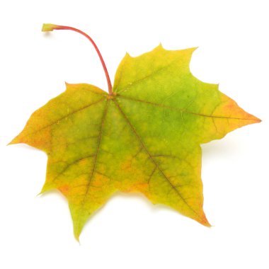 Sonbahar akçaağaç yaprağı
