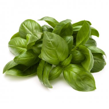 Fesleğen bitki yaprakları 