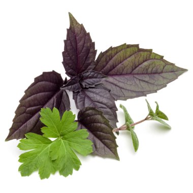 Taze bitki yaprakları 