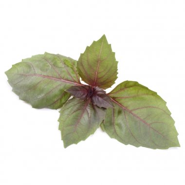 Kırmızı fesleğen yaprağı 