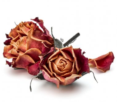 kurutulmuş gül çiçek başları