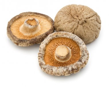 shiitake mantar kurutulmuş 