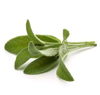 adaçayı bitki yaprakları  