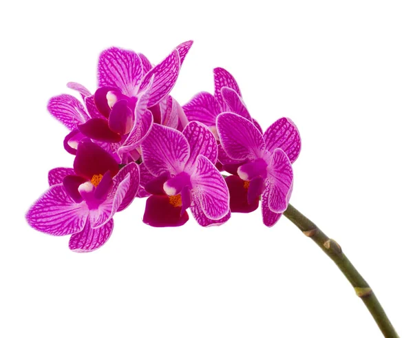 Orchid flower head bouquet — Stock Photo, Image