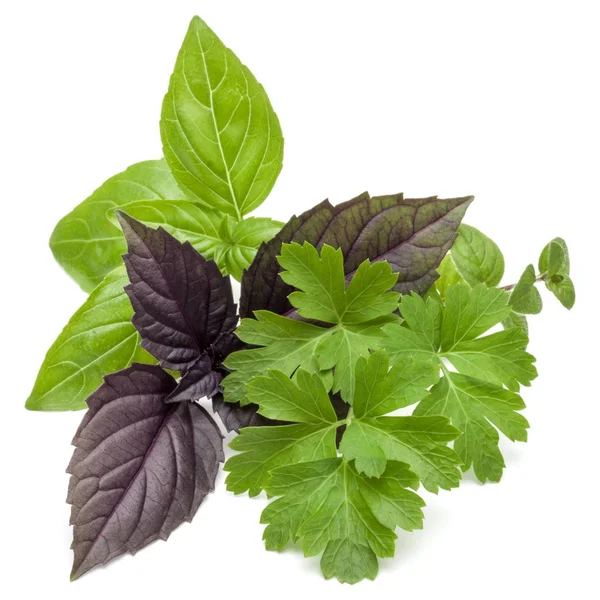 Fresh herb leaves — Stock Photo, Image