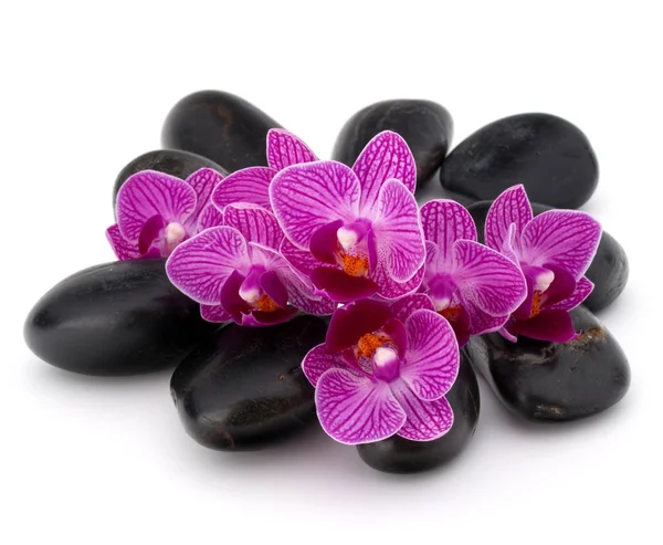 Zen pebbles and orchid flowers — Stock Photo, Image