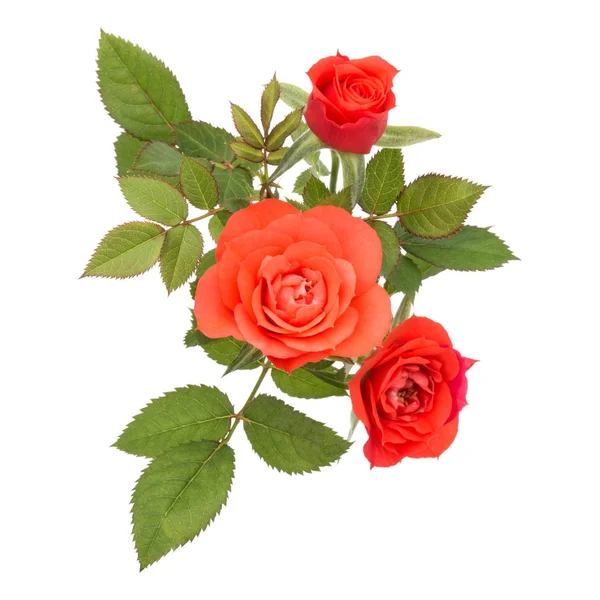 Rosenblütenstrauß mit grünen Blättern — Stockfoto