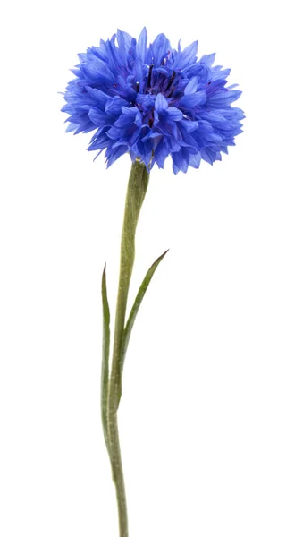 Modrá chrpa květ — Stock fotografie
