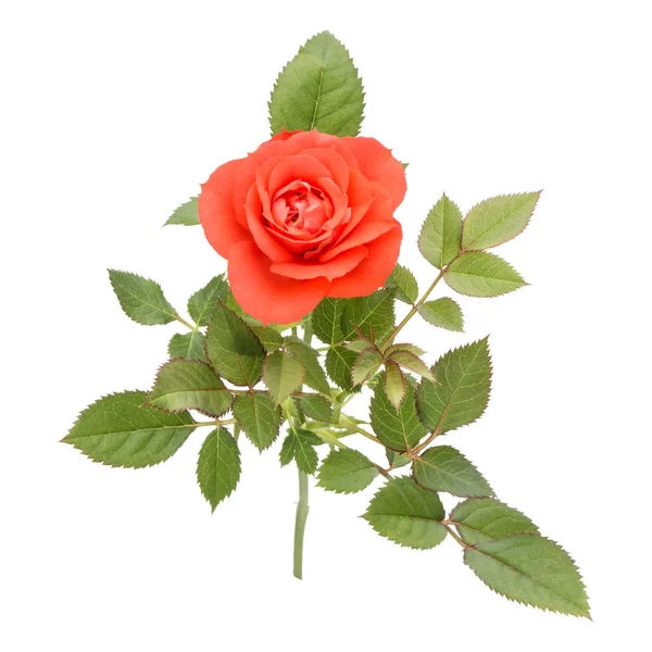 Flor de rosa con hojas — Foto de Stock