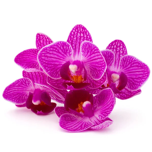 Orchid flower head bouquet — Stock Photo, Image