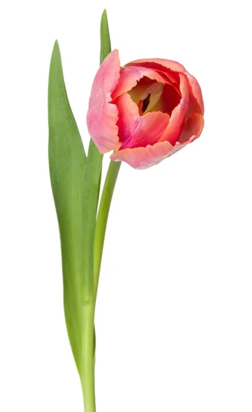 Flor de tulipa no branco — Fotografia de Stock