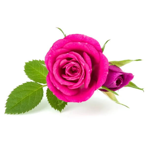 Różowe kwiaty róży — Zdjęcie stockowe