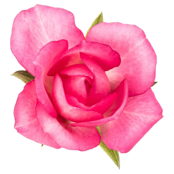 Eine rosa Rose Blume — Stockfoto