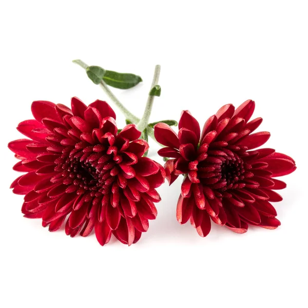 Fleurs de chrysanthème rouge — Photo