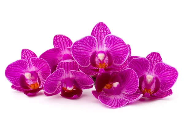 Ramo de flores de orquídea —  Fotos de Stock