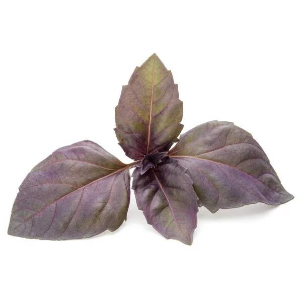 Φρέσκα κόκκινα φύλλα βασιλικού — Φωτογραφία Αρχείου