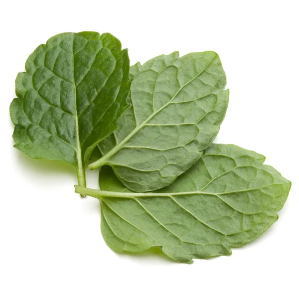 Peppermint leaves on white — Stock Photo, Image