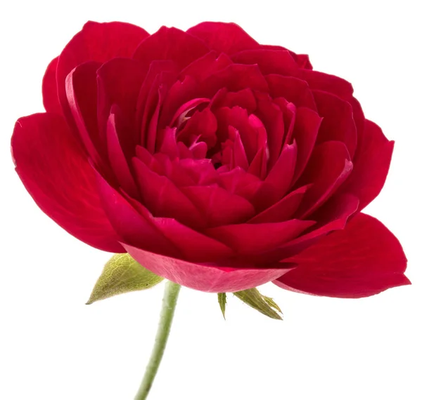 Jeden červený květ růže — Stock fotografie