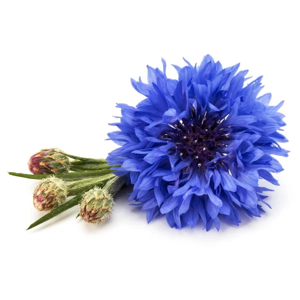 파란 수레 국화 꽃 — 스톡 사진