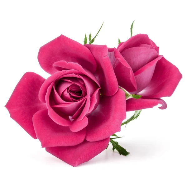 Rózsaszín rózsa virágok — Stock Fotó