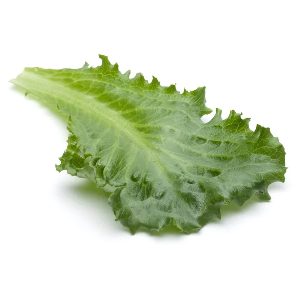 Verse groene andijvie salade blad — Stockfoto