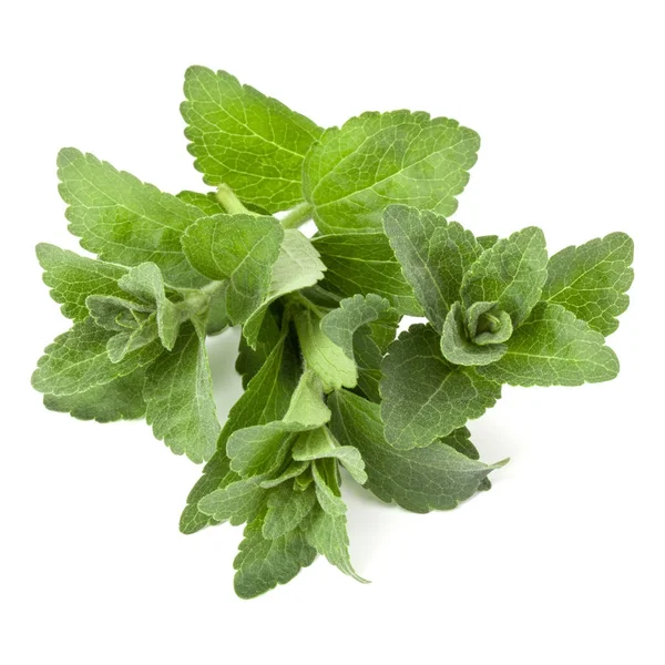 Stevia bladeren stukken — Stockfoto