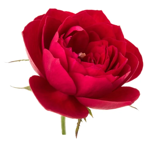 Een rood roze bloem — Stockfoto