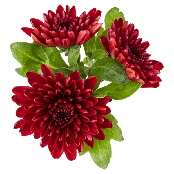 Rote Chrysanthemenblüten — Stockfoto