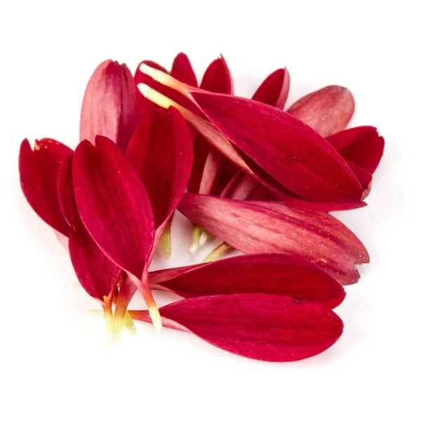 Petali di crisantemo rosso — Foto Stock