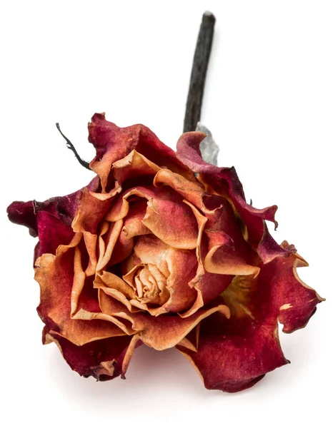 말린된 장미 꽃 머리 — 스톡 사진