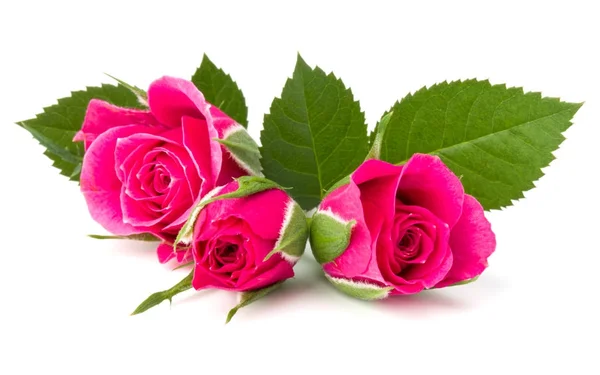 Rosa rosa blommor — Stockfoto