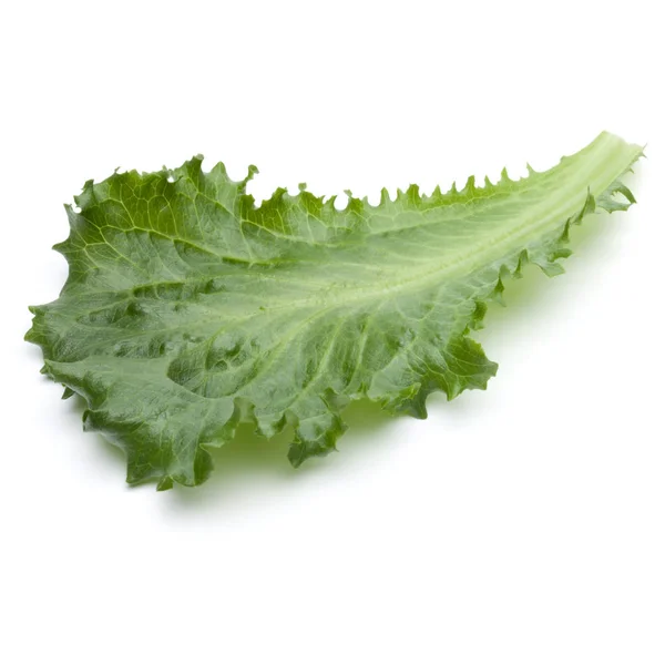 Φρέσκο πράσινο αντίδι σαλάτα φύλλο — Φωτογραφία Αρχείου