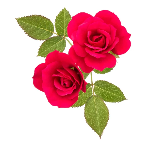 Zwei rote Rosenblüten — Stockfoto