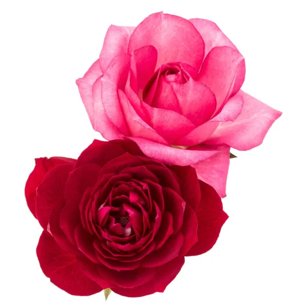 Czerwone i różowe kwiaty róży — Zdjęcie stockowe