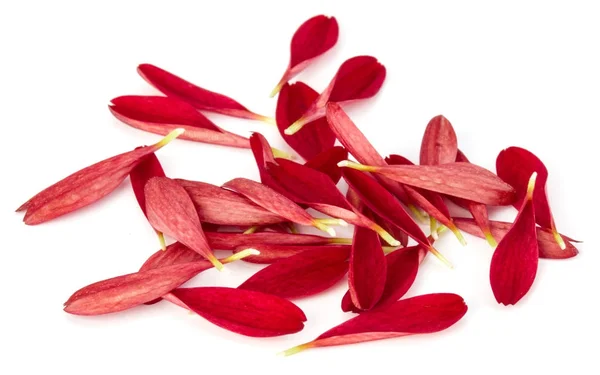 Rode chrysant bloemblaadjes — Stockfoto