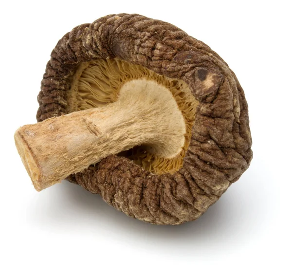 Сушеный шиитакский гриб — стоковое фото