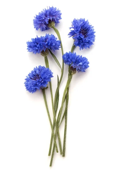 青いヤグルマソウ花束 — ストック写真